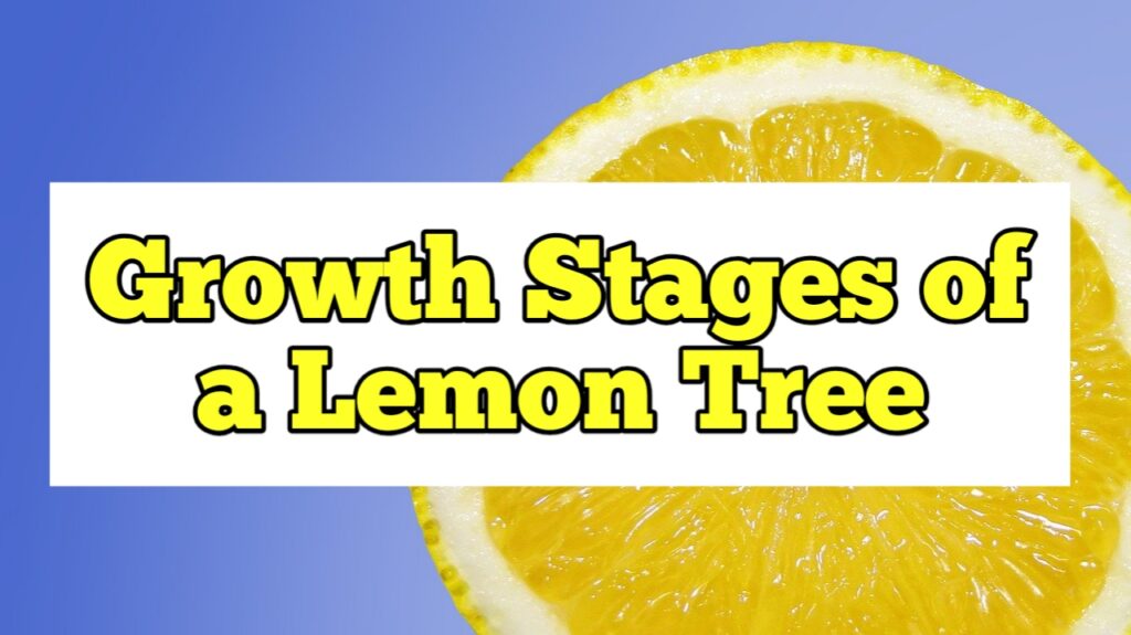 Growth Stages of a Lemon Tree, Life Cycle
