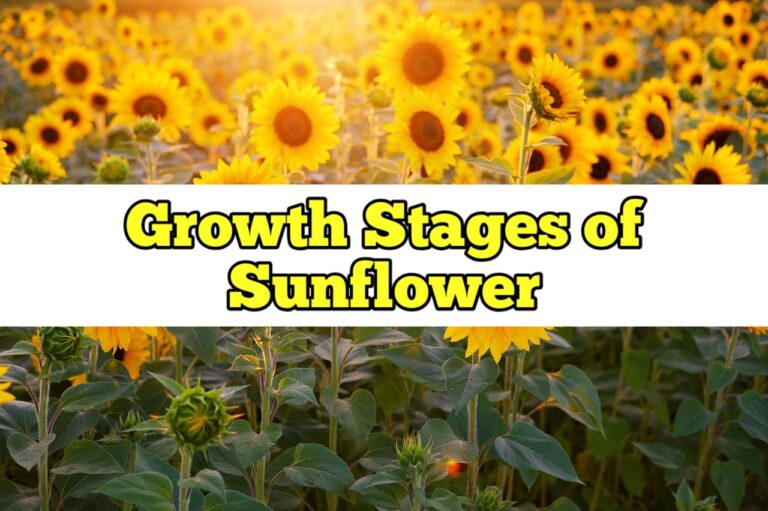 Growth Stages of Sunflower, Life Cycle Rockets Garden