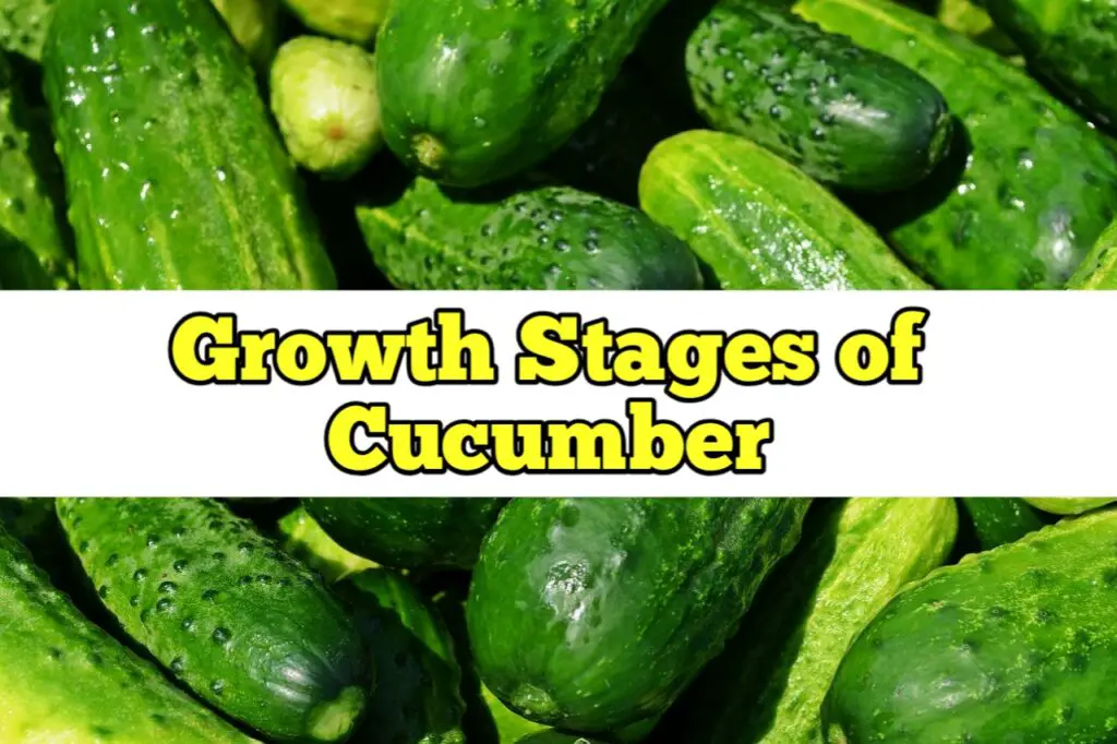 Growth Stages of Cucumber, Life Cycle