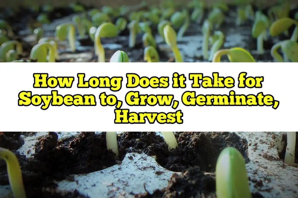 How Long Does it Take for Soybean to, Grow, Germinate, Harvest