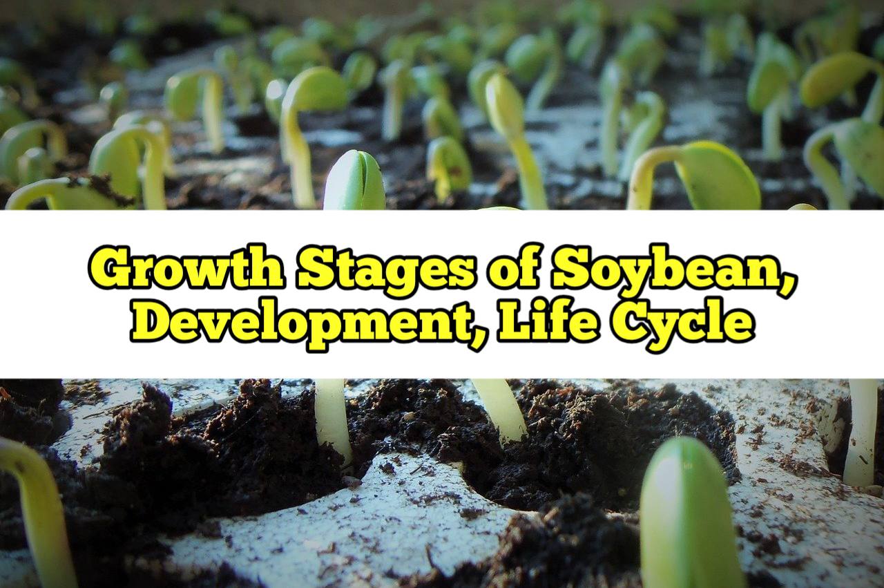 Growth Stages of Soybean, Development, Life Cycle Rockets Garden