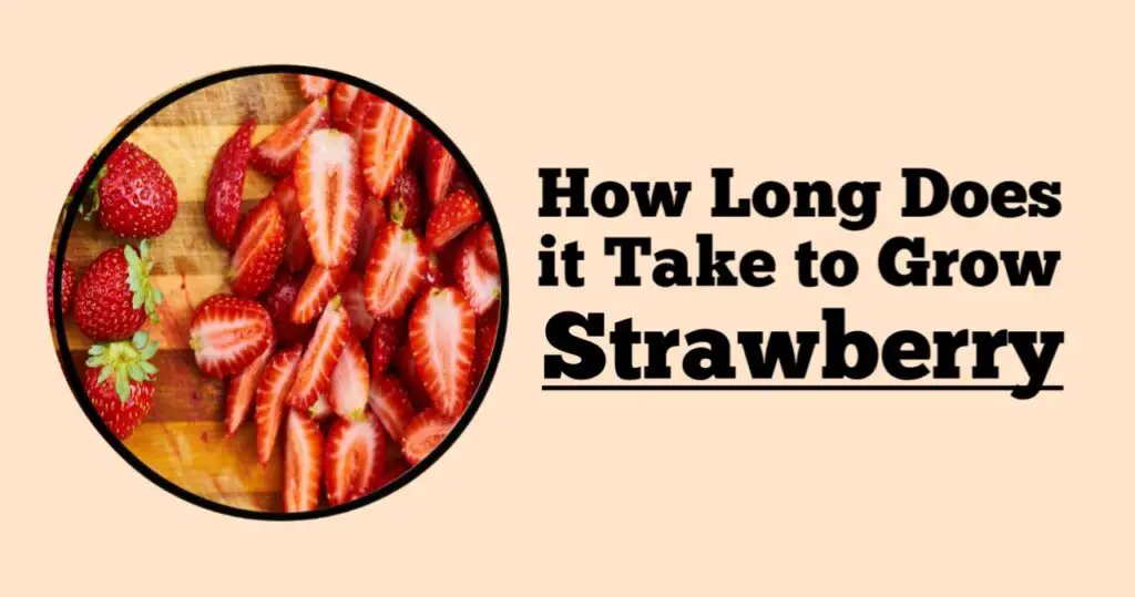 How Long Does it Take to Grow Strawberry