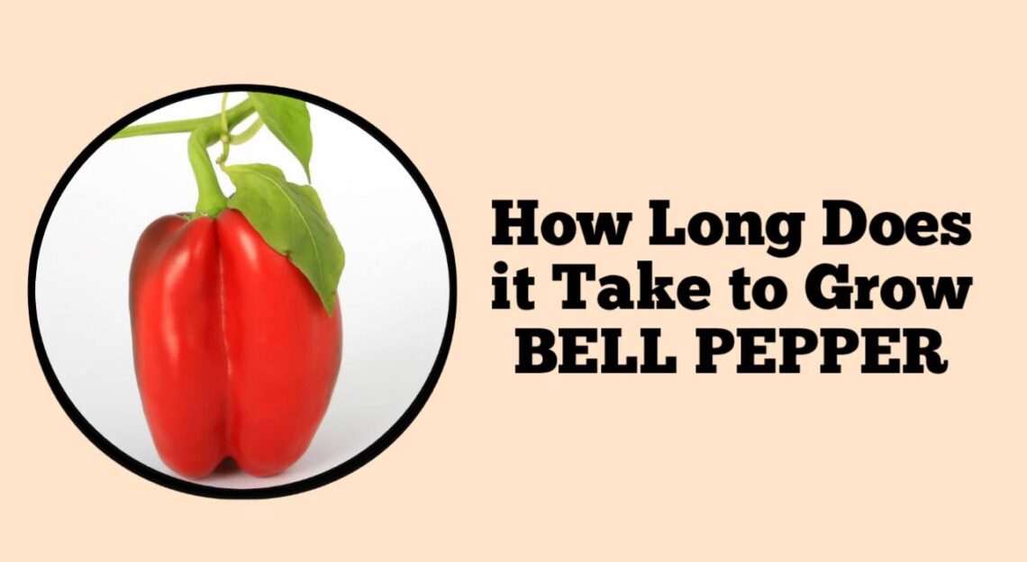 how-long-does-it-take-to-grow-bell-pepper-rockets-garden