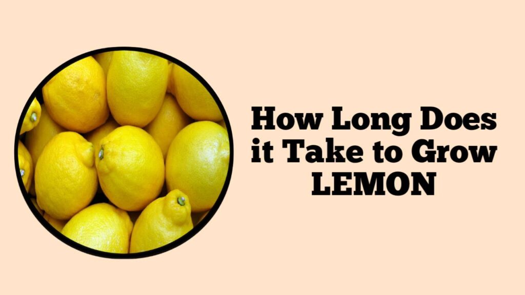 How Long Does it Take to Grow Lemon