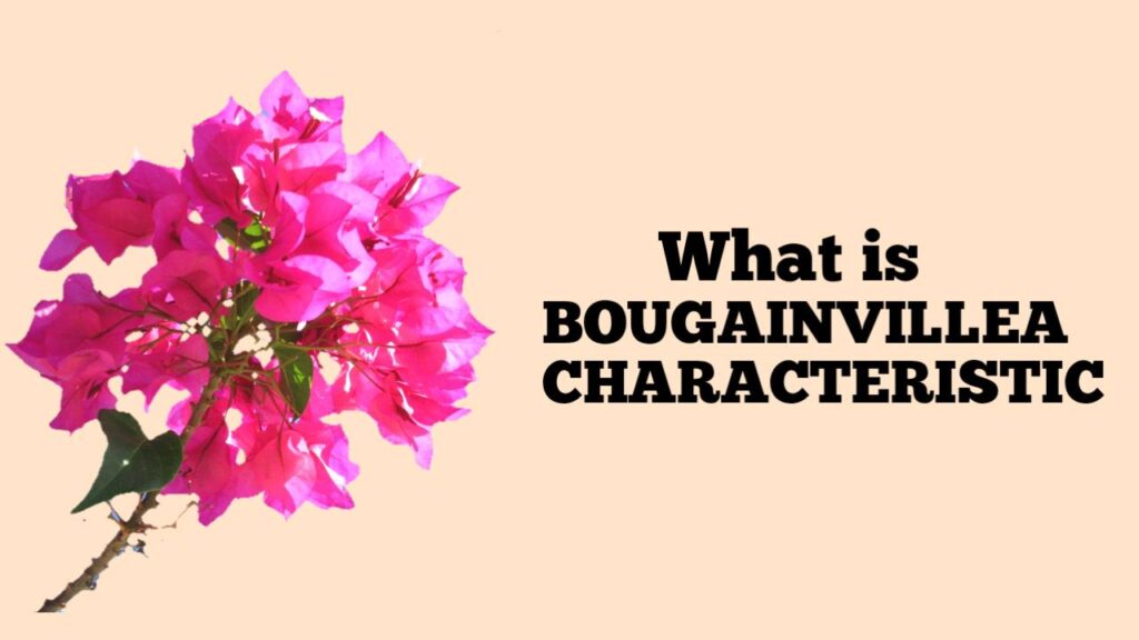 Bougainvillea Characteristics