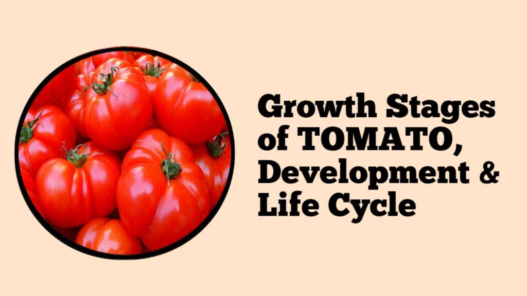 Growth Stages of Tomato, Development, Life Cycle