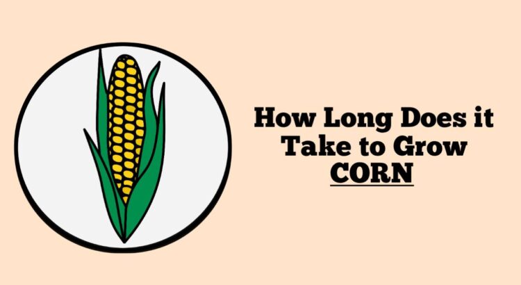 How Long Does it Take to Grow Corn