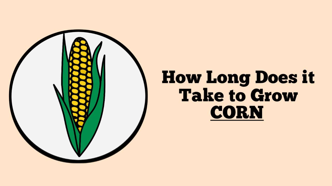 how-long-does-it-take-to-grow-corn-rockets-garden