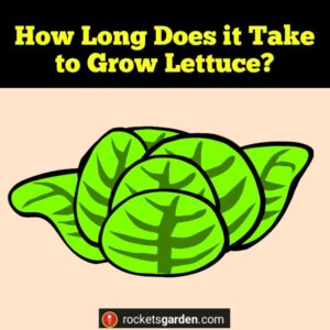 How Long Does it Take to Grow Lettuce?