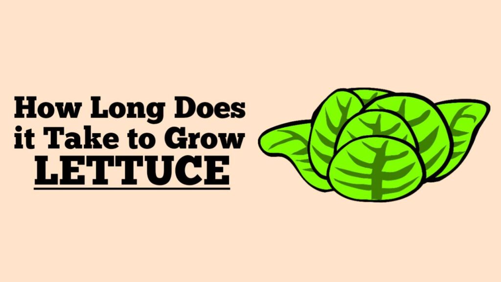 How Long Does it Take to Grow Lettuce? Rockets Garden