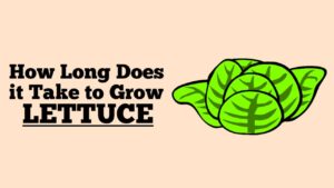 How Long Does it Take to Grow Lettuce?
