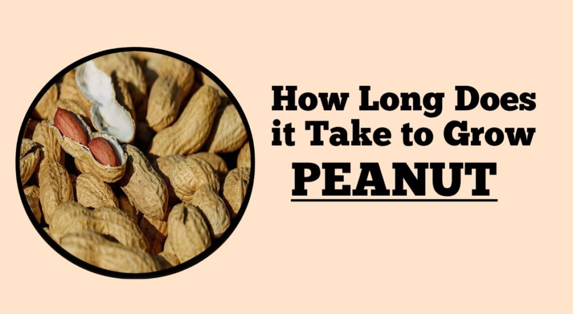 How Long Does It Take To Grow Peanut Rockets Garden