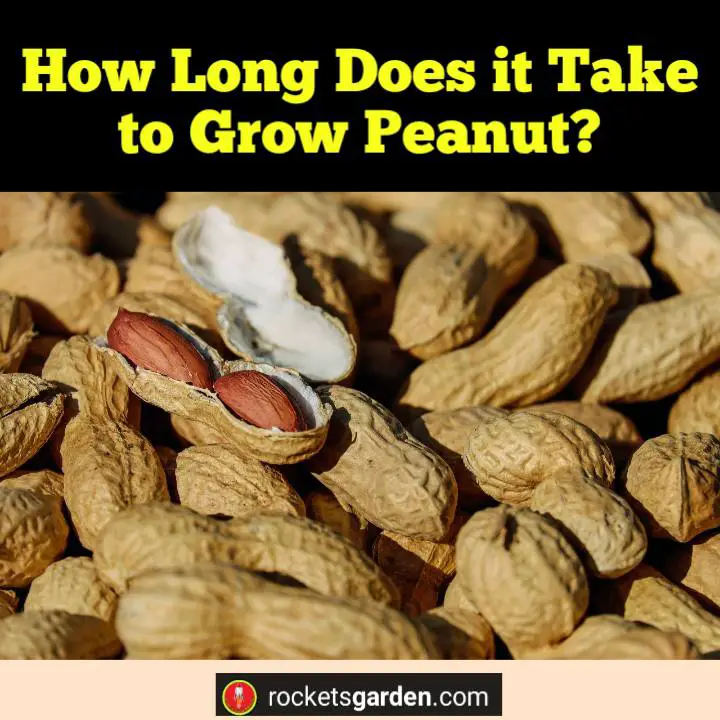 How Long Does it Take to Grow Peanut