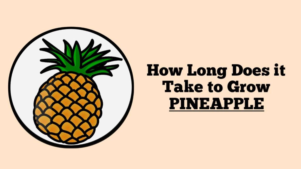 How Long Does it Take to Grow Pineapple