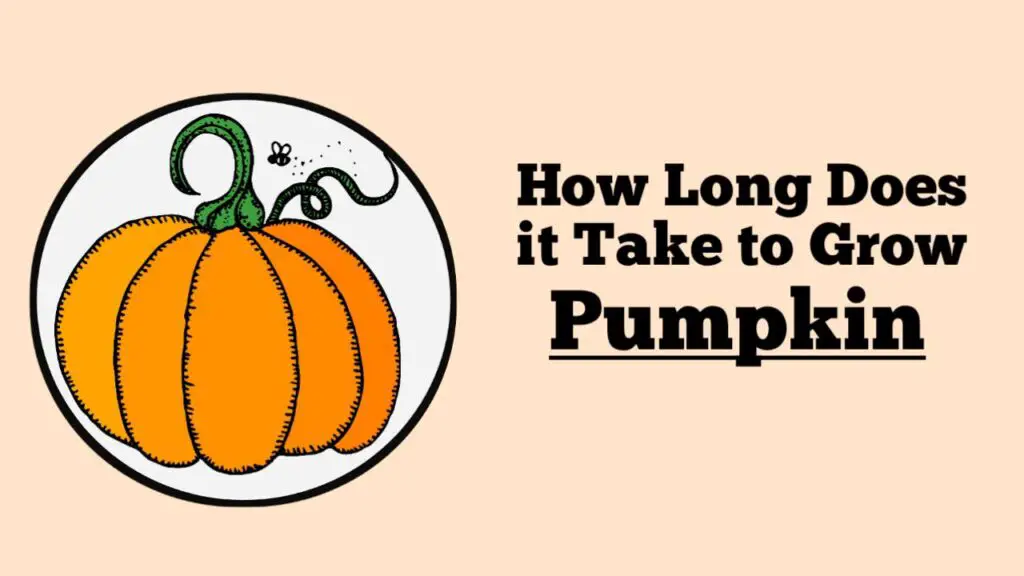 How Long Does it Take to Grow Pumpkin