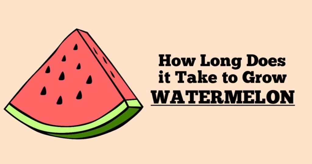 How Long Does it Take to Grow Watermelon