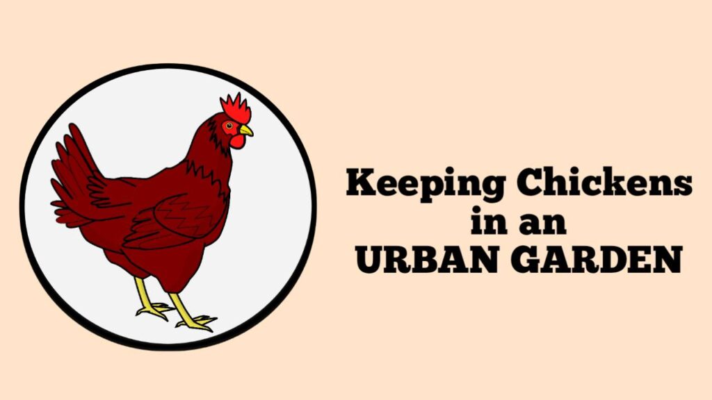 Keeping Chickens in an Urban Garden