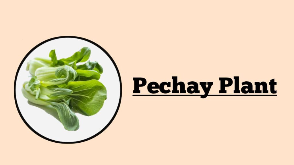 Pechay Plant