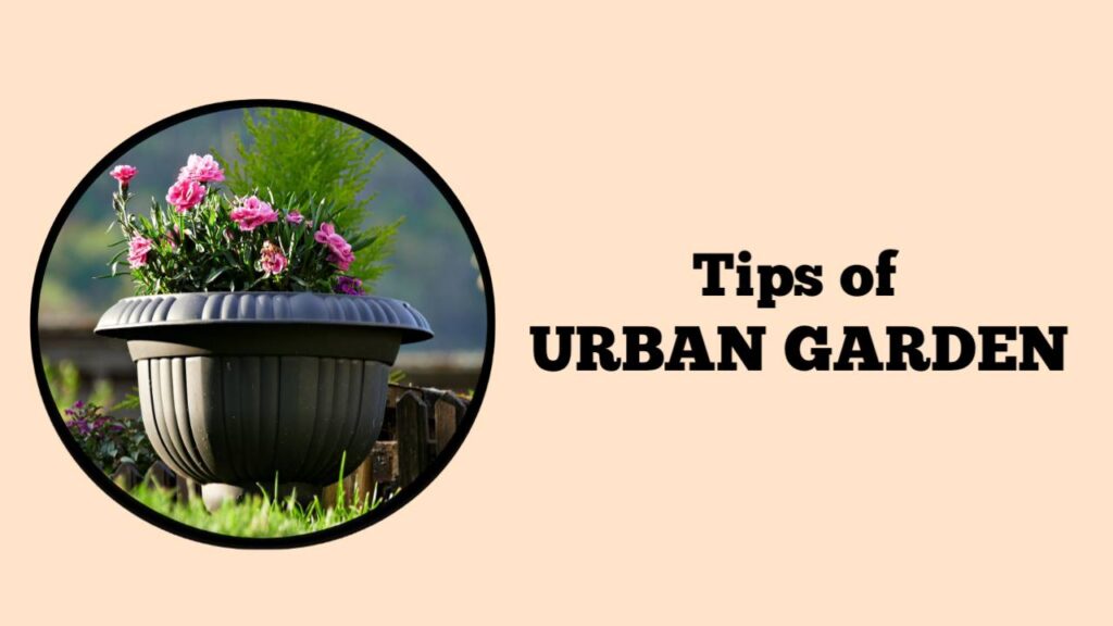 Tips of Urban Garden Tips of Urban Garden