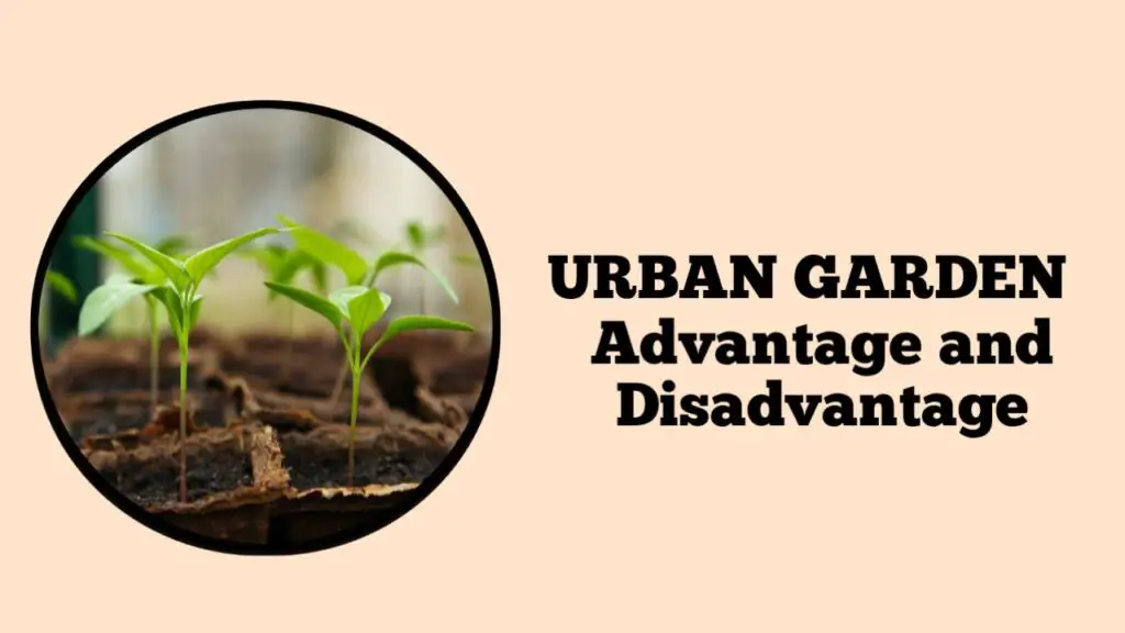 Urban Garden Advantage and Disadvantage