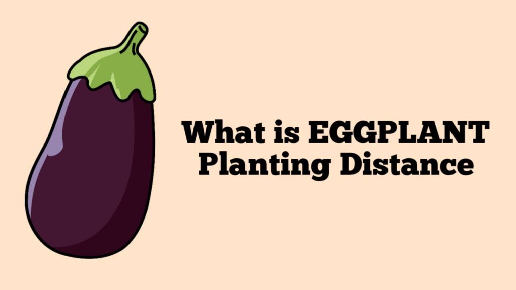 What is Eggplant Planting Distance