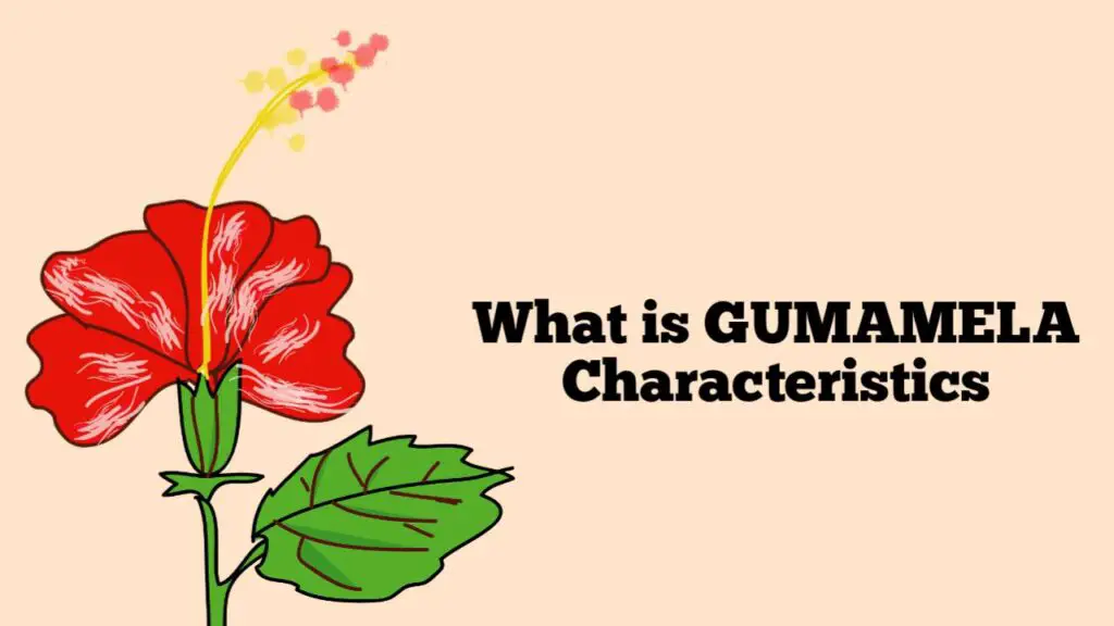 What is Gumamela Characteristics