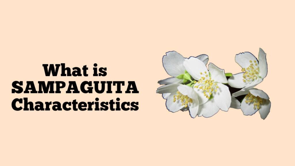 What is Sampaguita Characteristics