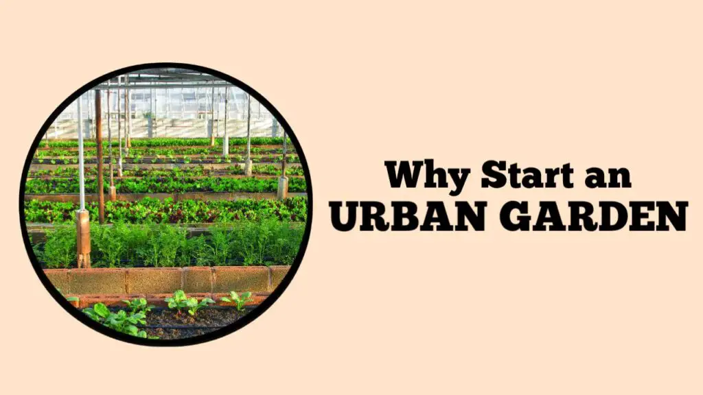 Why Start an Urban Garden