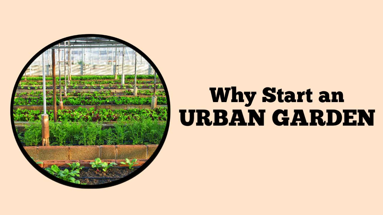 Why Start an Urban Garden? – Rockets Garden