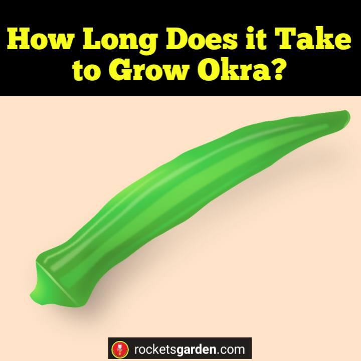 How Long Does it Take to Grow Okra