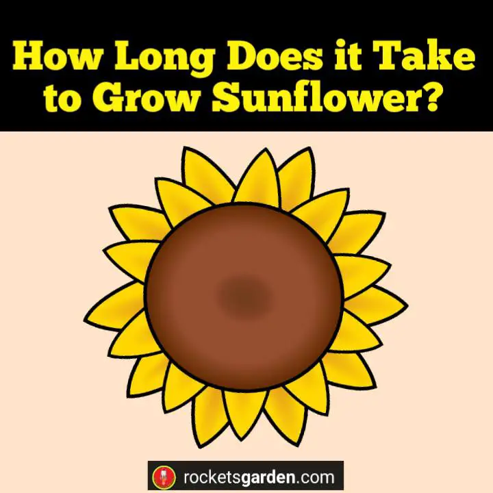 How Long Does it Take to Grow Sunflower?