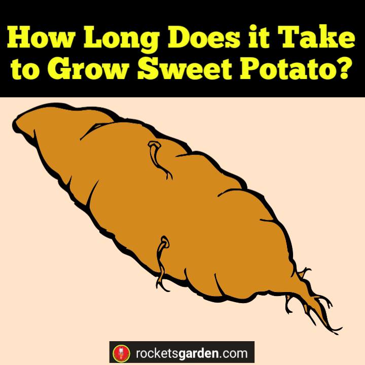 How Long Does it Take to Grow Sweet Potato