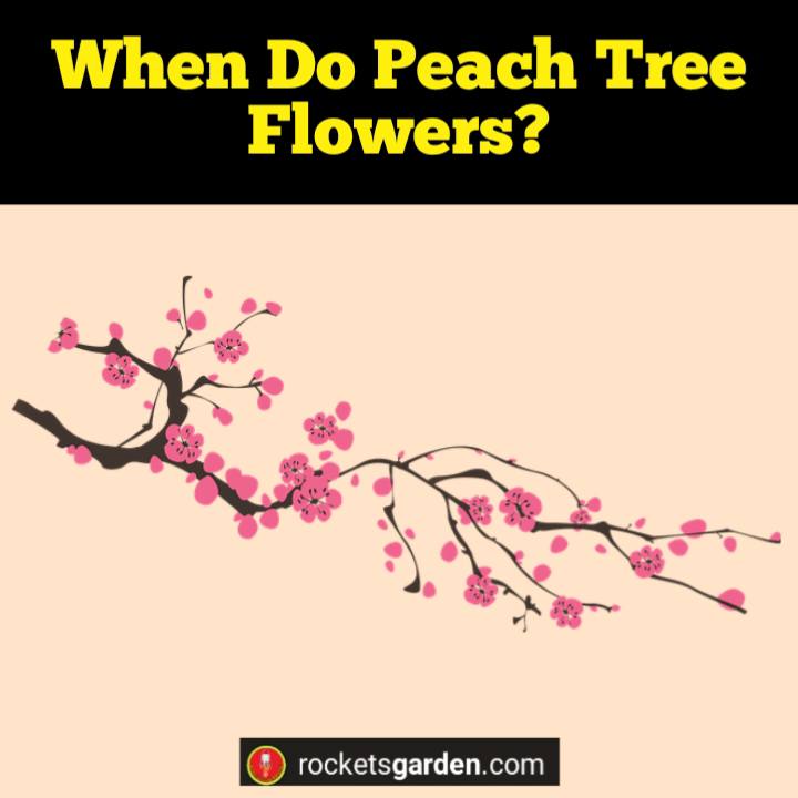 peach tree flowers