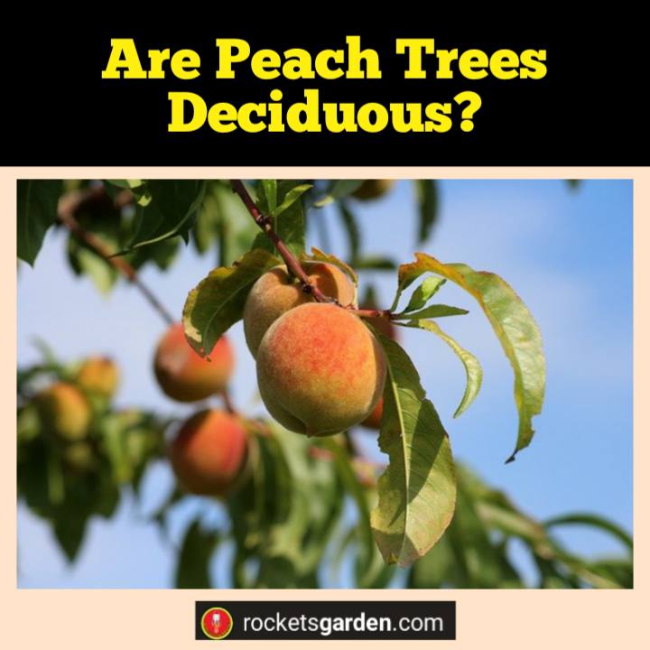 are peach trees deciduous