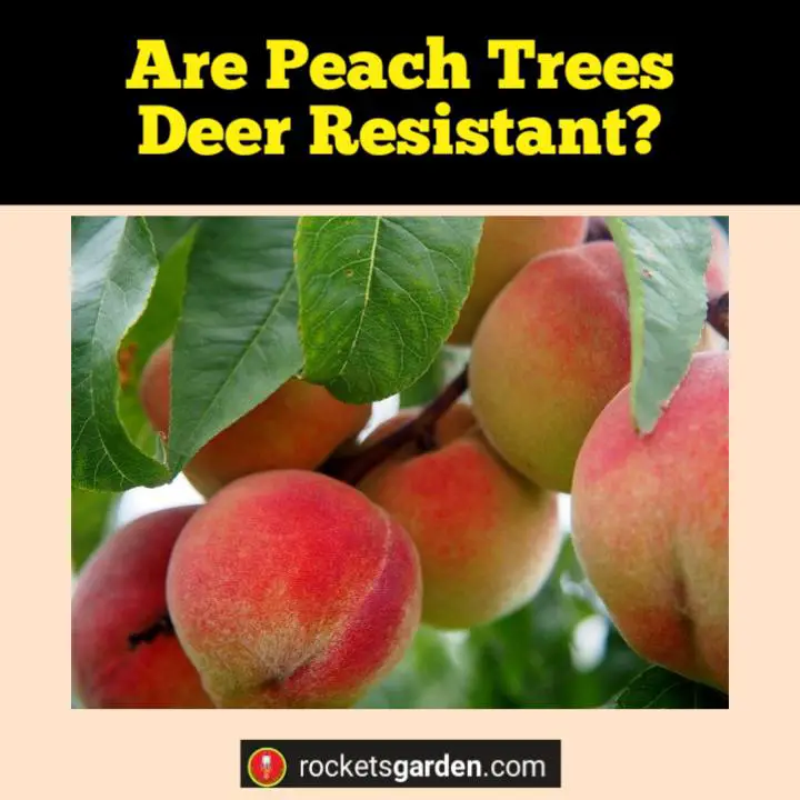 are peach trees deer resistant