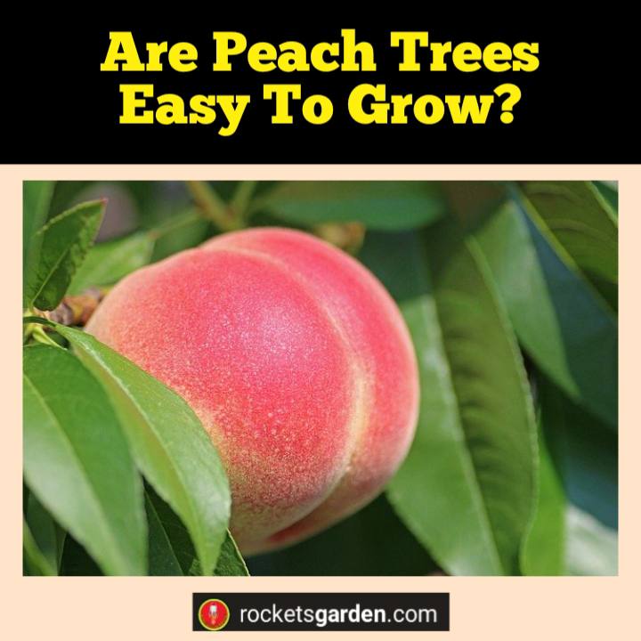 are peach trees easy to grow