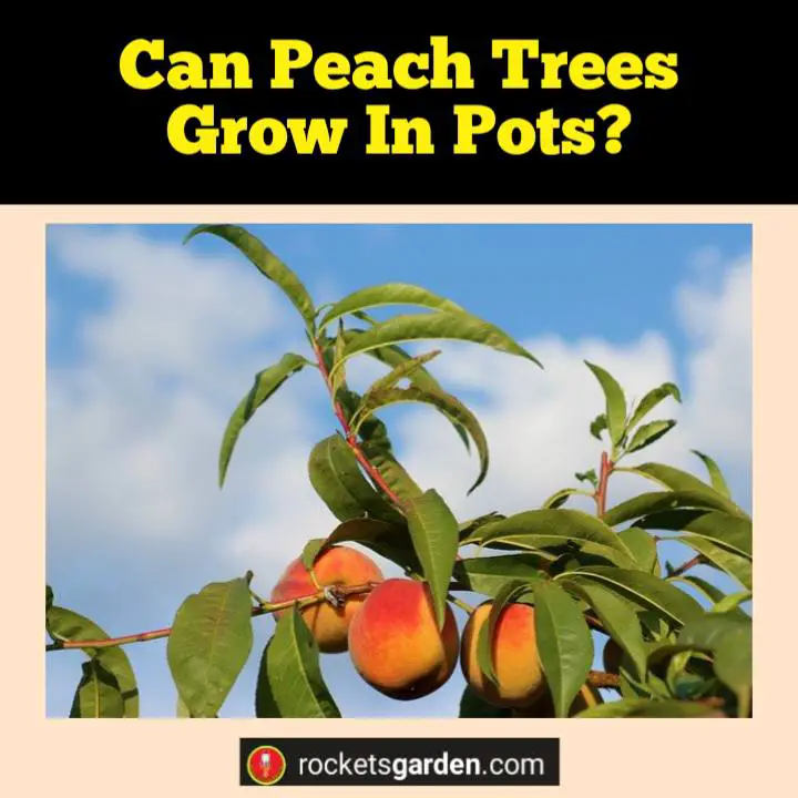 can peach trees grow in pots