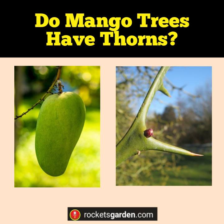 do mango trees have thorns