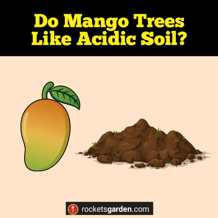 do mango trees like acidic soil