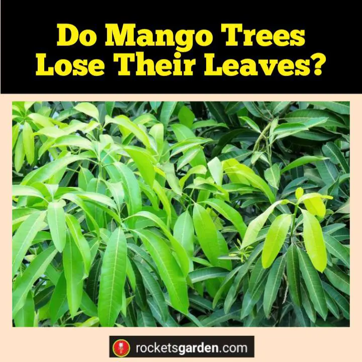 do mango trees lose their leaves