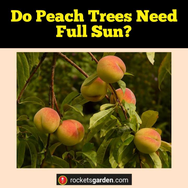 do peach trees need full sun