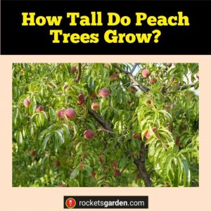 How Tall Do Peach Trees Grow?