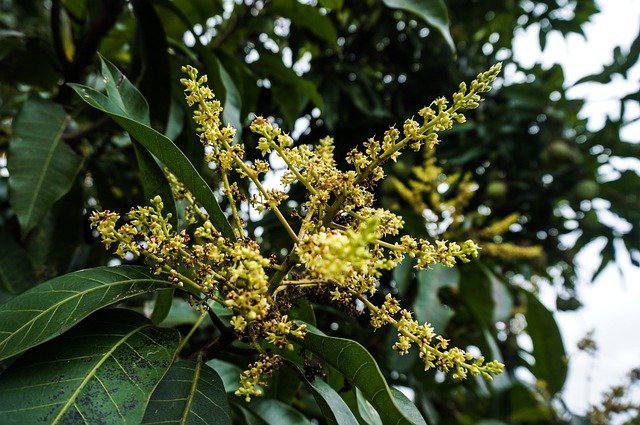 what do mango flowers look like