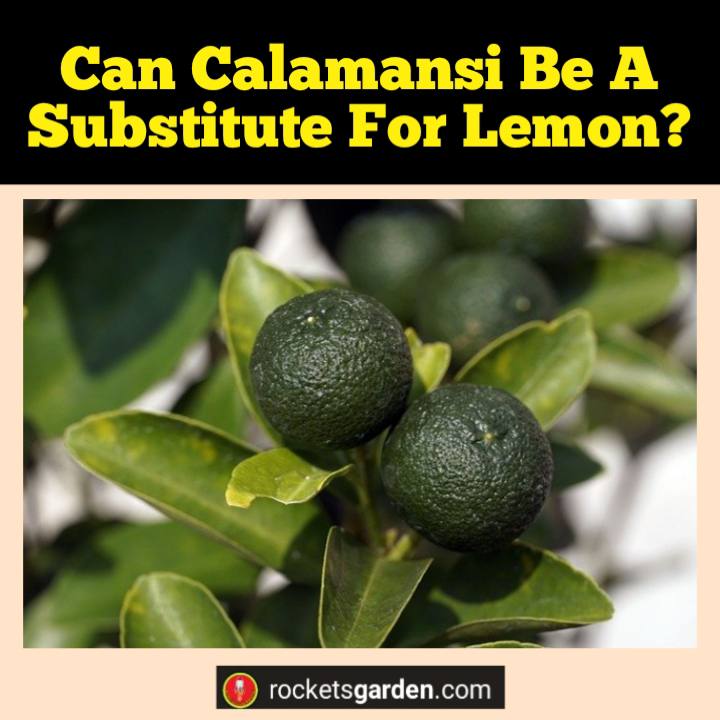 can calamansi be a substitute for lemon