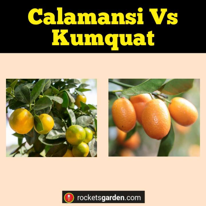 calamansi vs kumquat