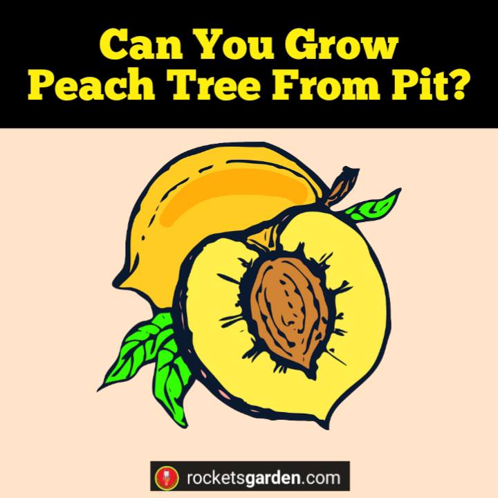 Can You Grow Peach Tree From Pit?