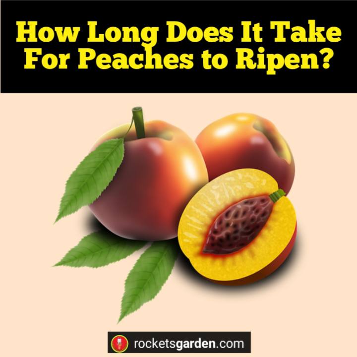 how long does it take for peaches to ripen