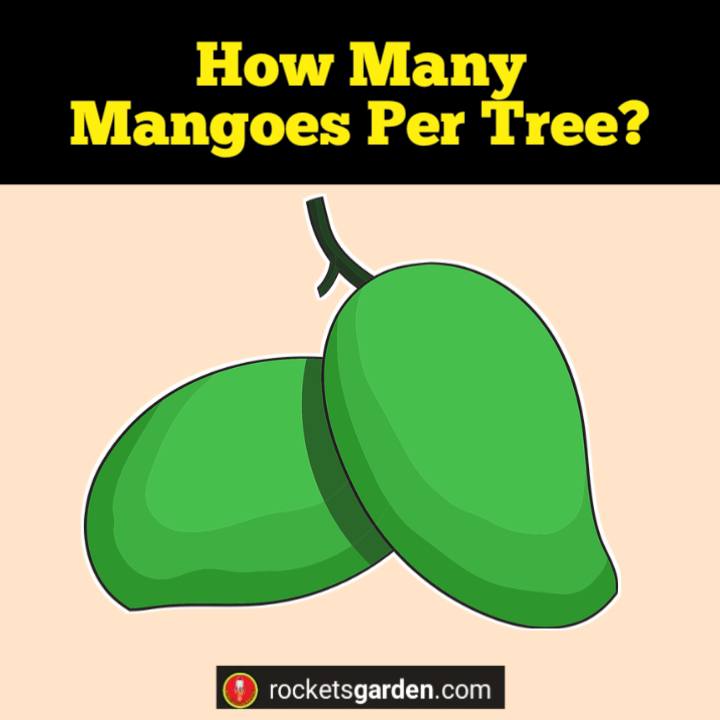 how many mangoes per tree