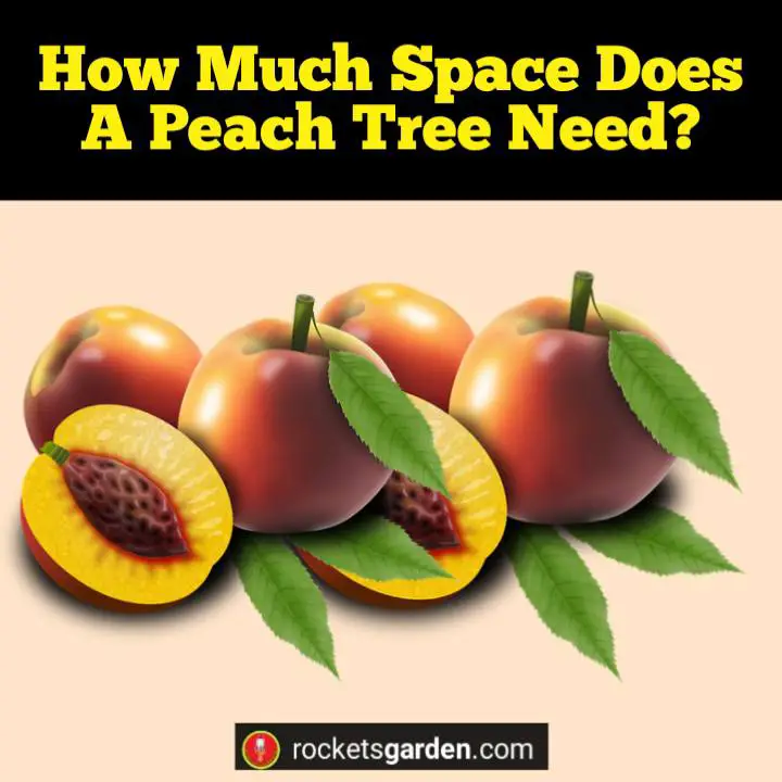 how much space does a peach tree need