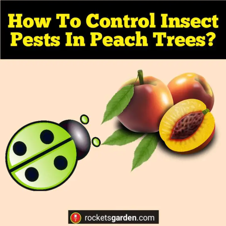 how to control insect pests in peach trees